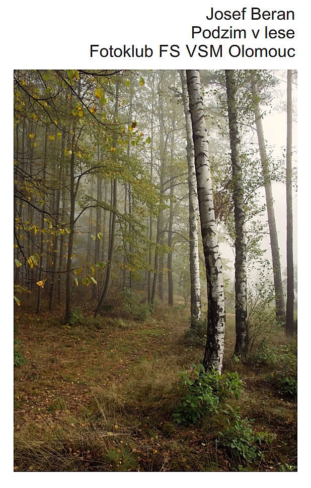 josef-beran-podzim-v-lese.jpg